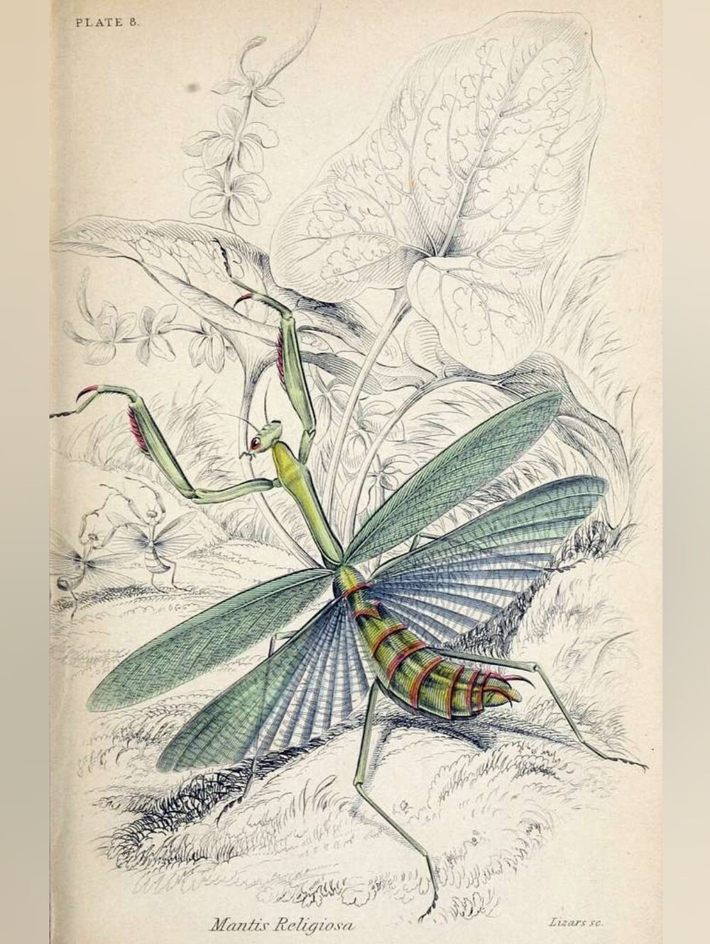 Green Praying Mantis Art Print